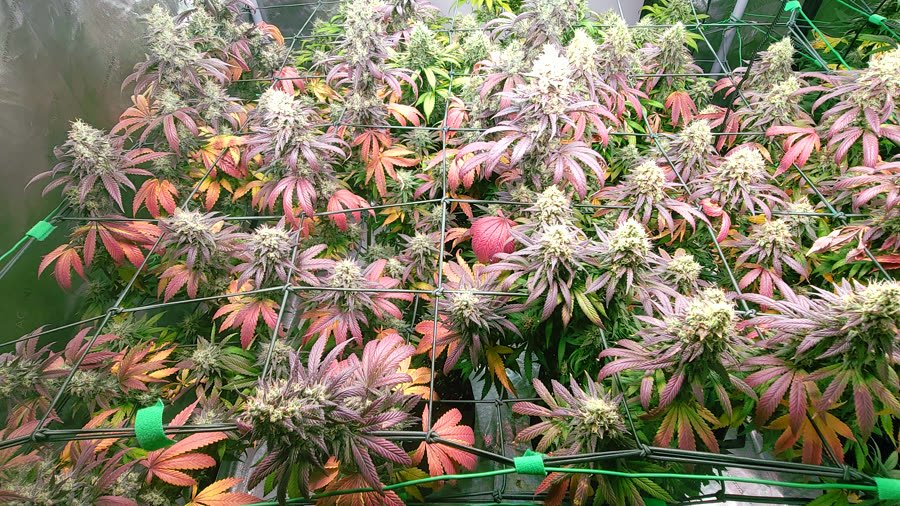 A trellised 4x8 canopy in full fade