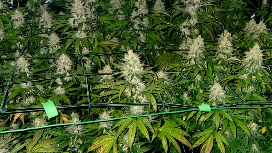 Flowering canopy in a home grow tent