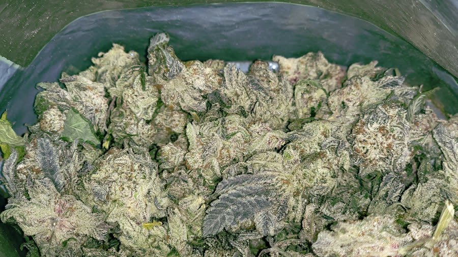 Cured flower ready to enjoy
