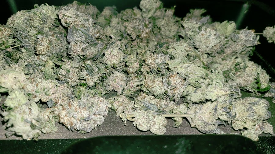 Trimmed flower curing on a tray