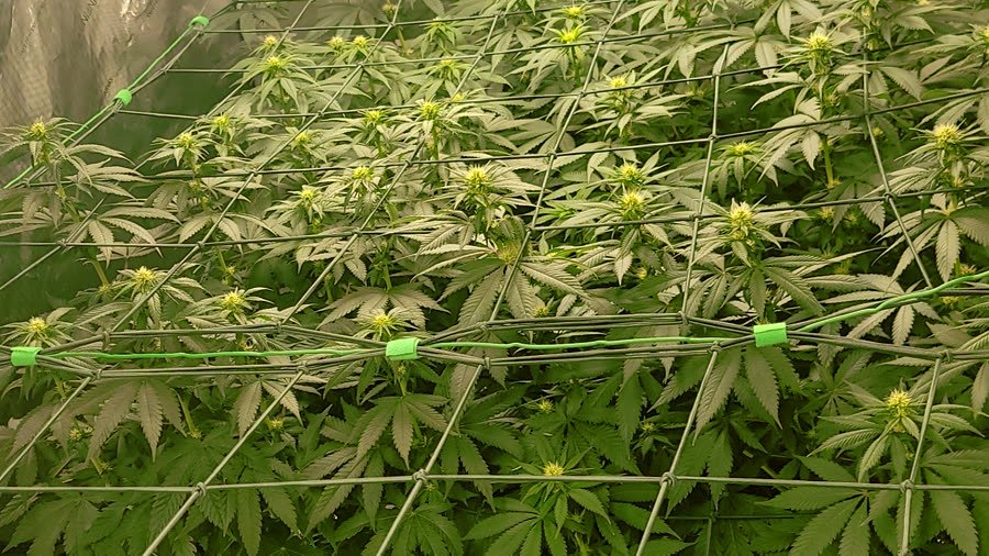 Trellised canopy filling a tent